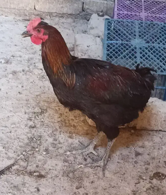 آرد بلوط دامی و خروس محلی|لوازم جانبی حیوانات|مرودشت, فاز اول شهرک فرهنگیان|دیوار