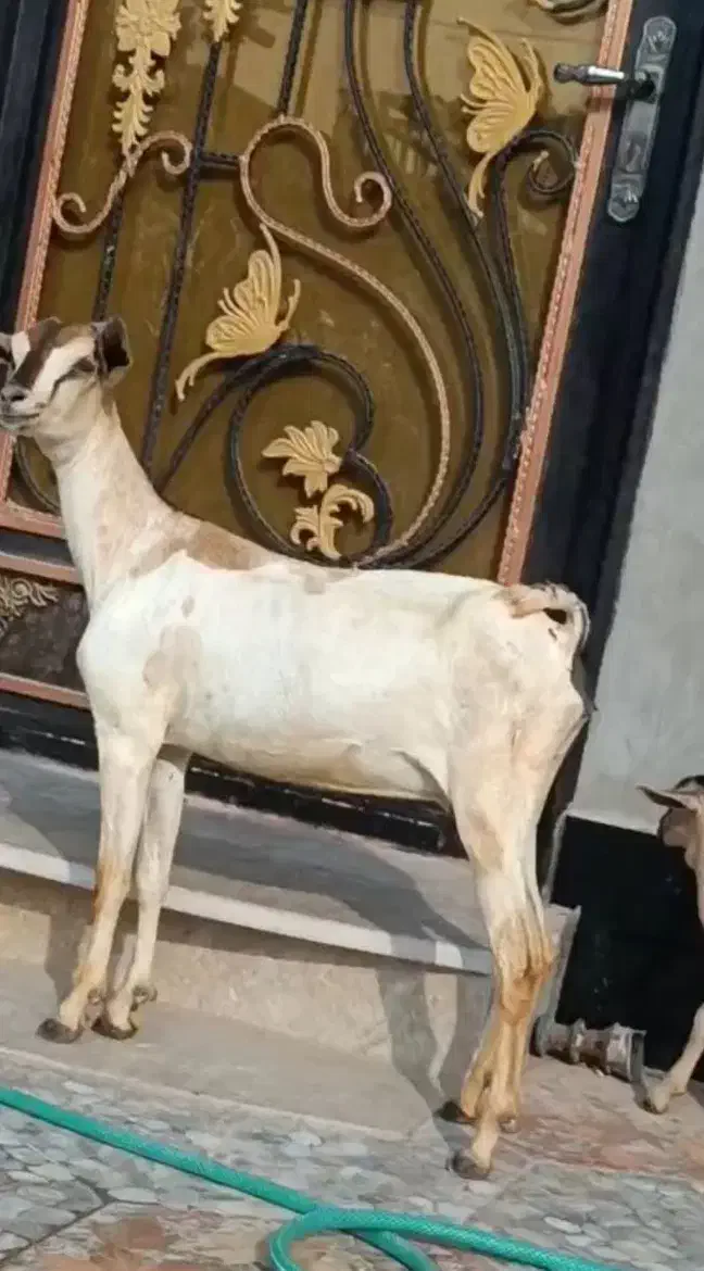 بز صومال|حیوانات مزرعه|بندرعباس, |دیوار