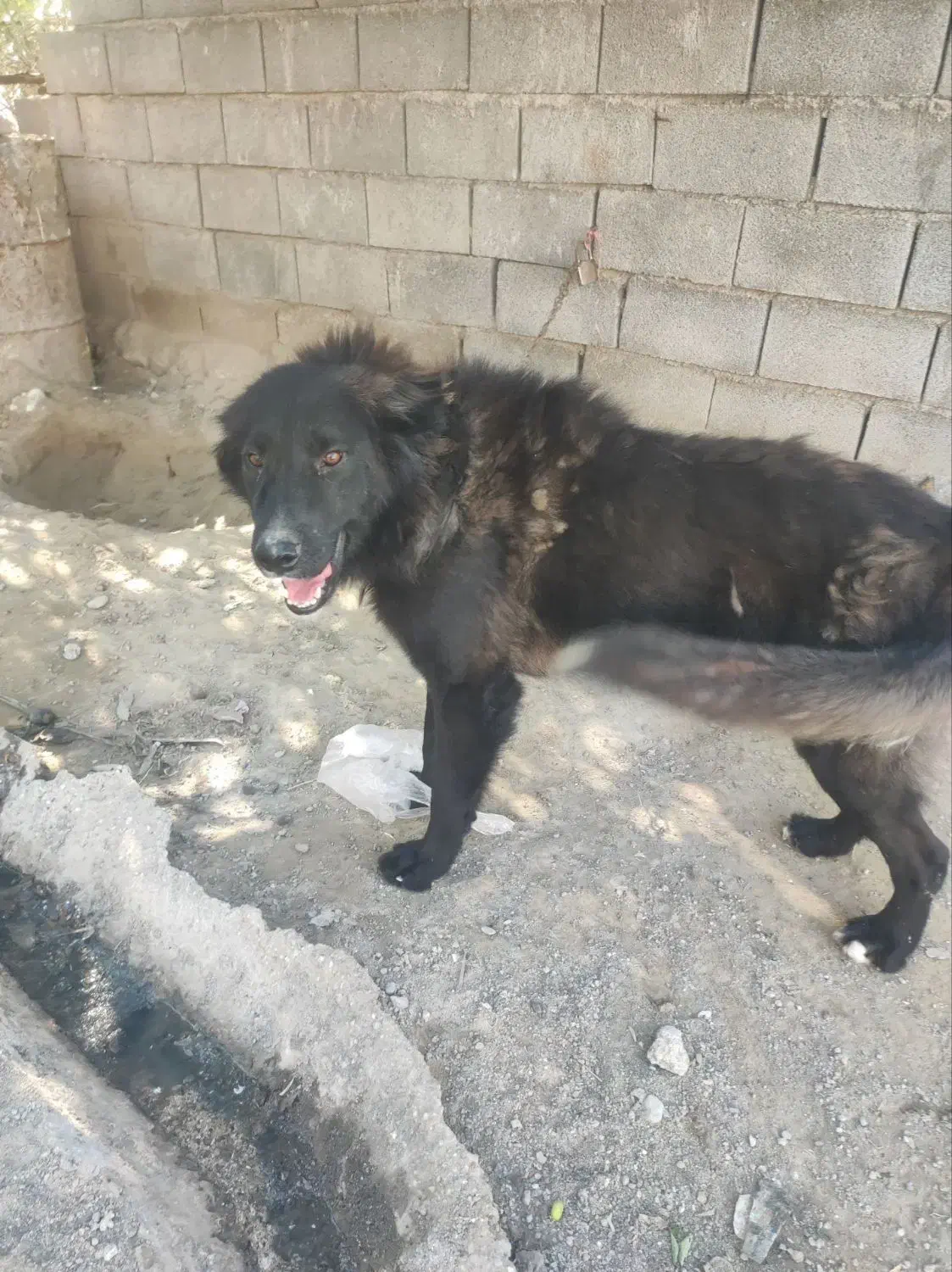 فروش فوری|سگ|شمیل, |دیوار