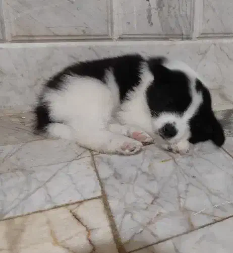 سااموید دورنگ سیاه و سفید|سگ|نجفآباد, رحمت آباد|دیوار