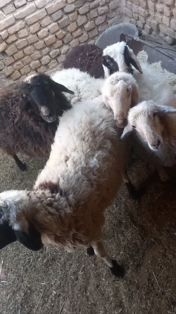 بره،تغل|حیوانات مزرعه|اردکان, |دیوار