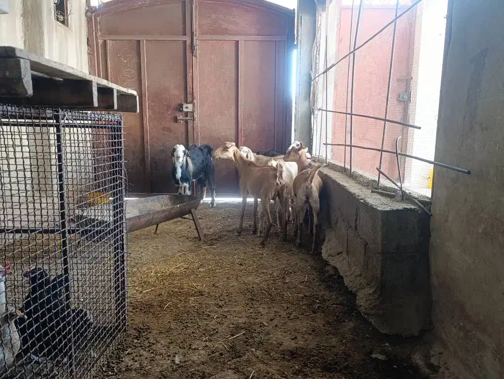 سه عدد بز با دوتا کهره نر|حیوانات مزرعه|خورموج, |دیوار