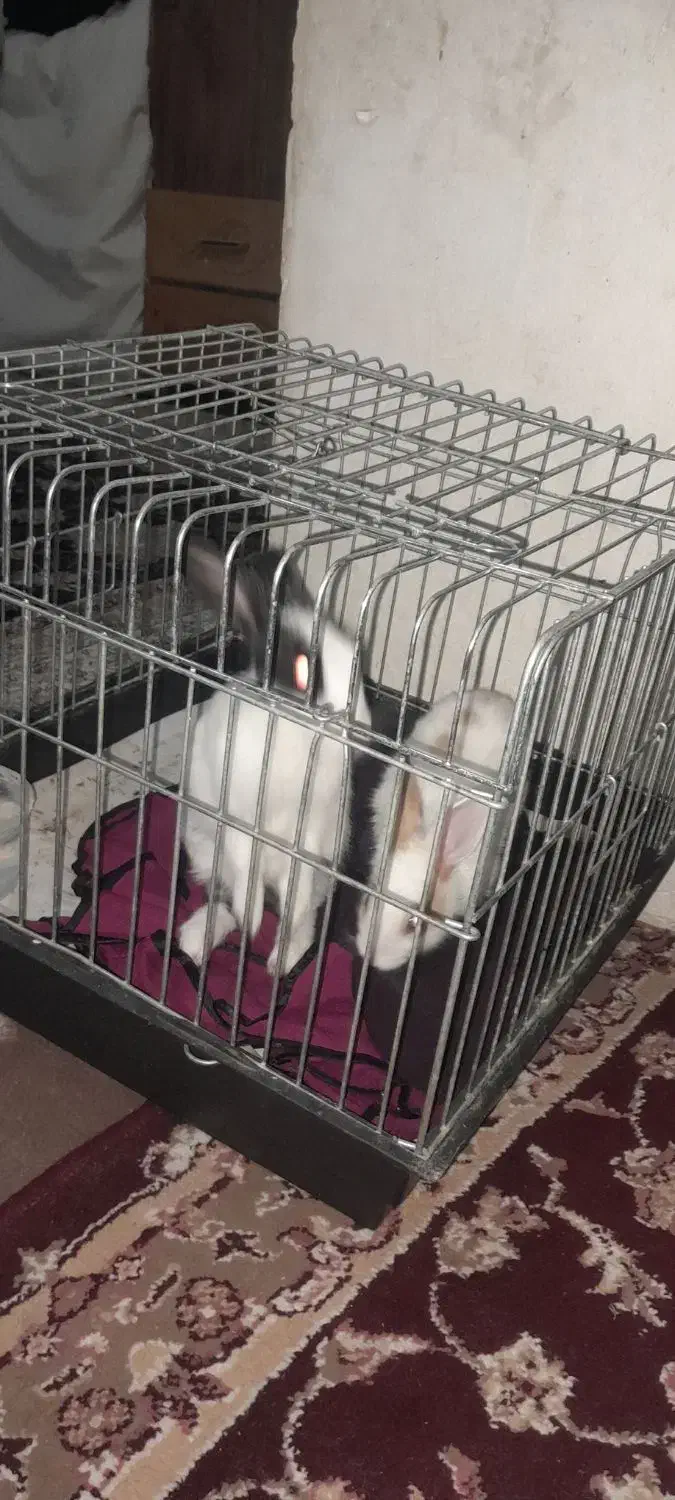 خرگوش|موش و خرگوش|مشهد, همت آباد|دیوار