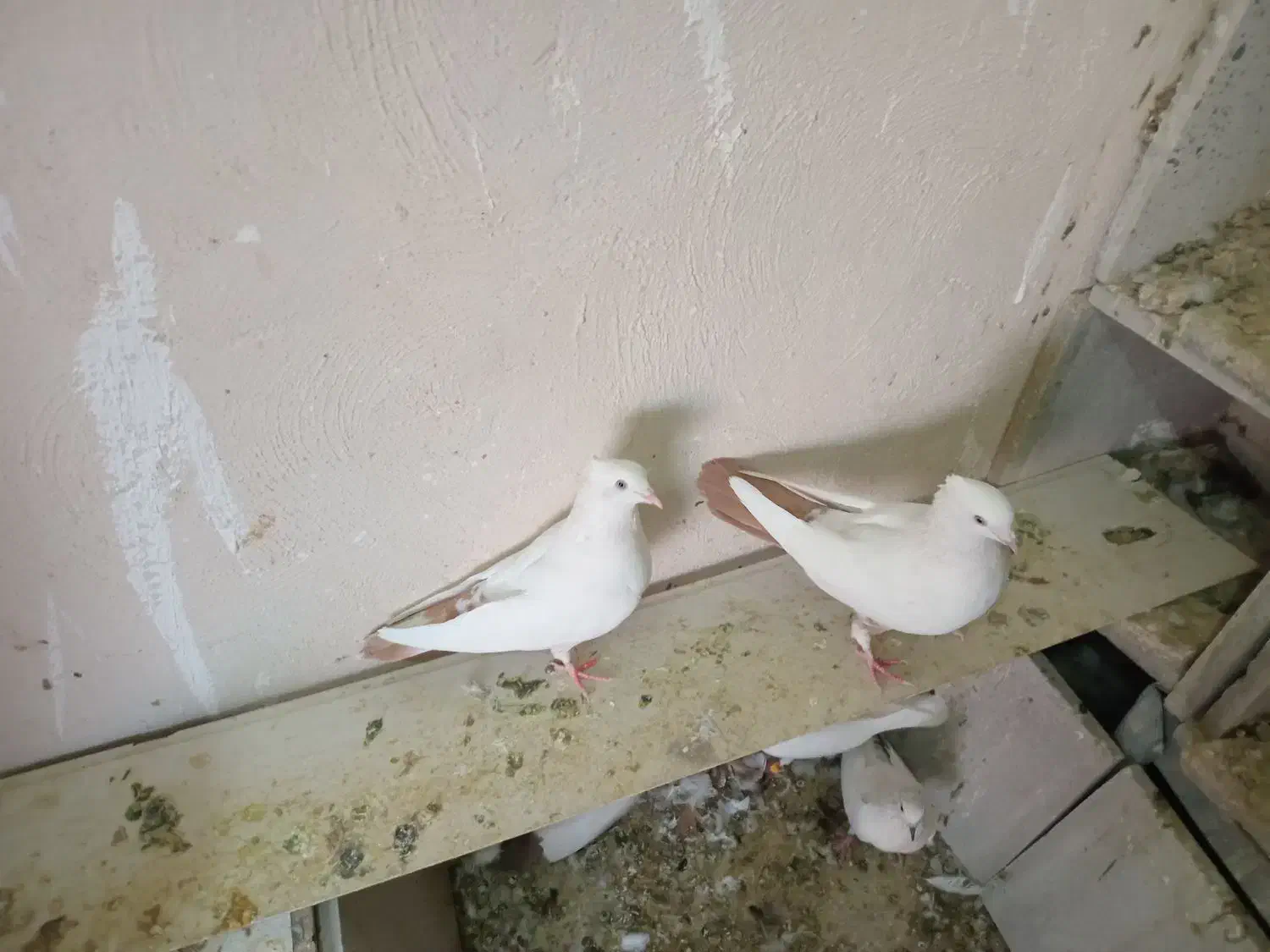 دم زرد|پرنده|هشتگرد, فاز ۷ مهستان|دیوار