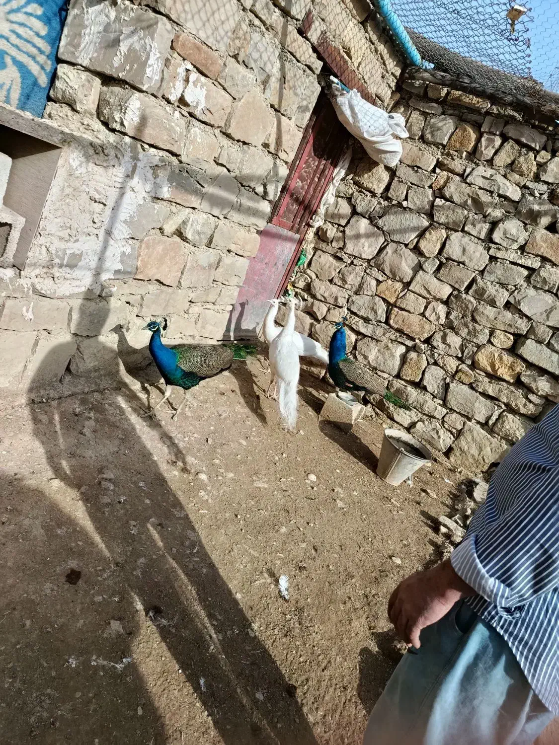 طاووس|پرنده|مسجد سلیمان, |دیوار