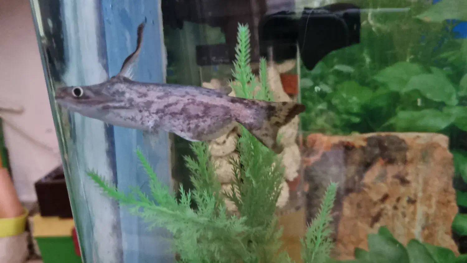 ماهی آکواریوم پنکوسی|ماهی|کرمانشاه, |دیوار