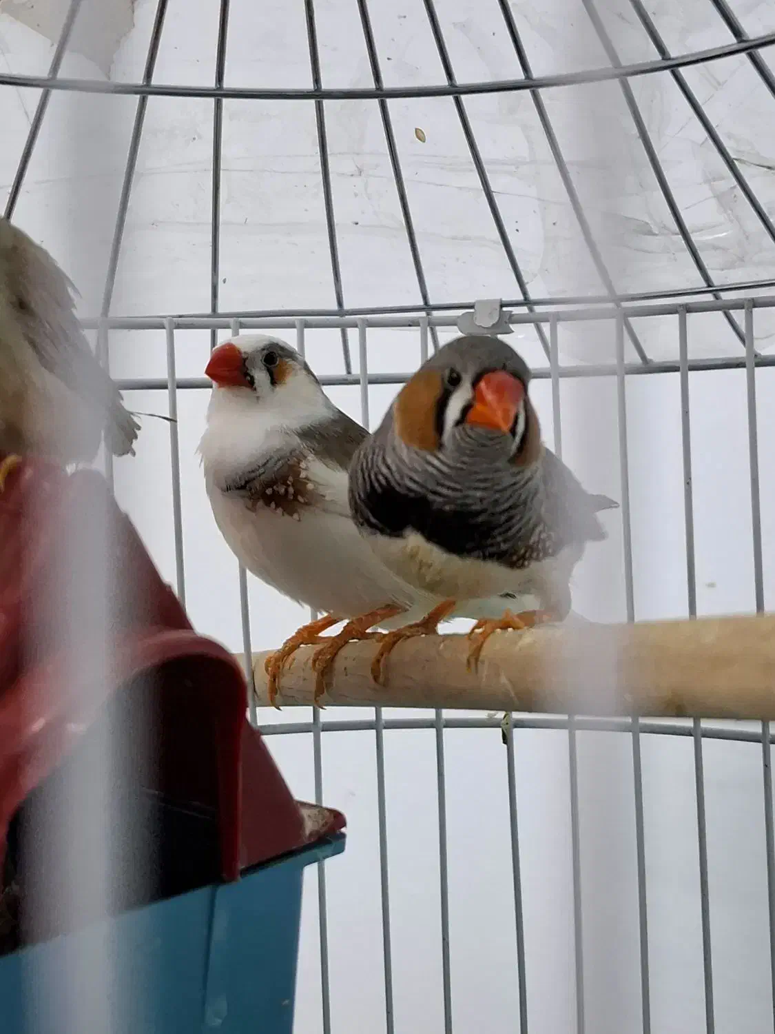 پرنده|پرنده|تربت جام, میان جام|دیوار