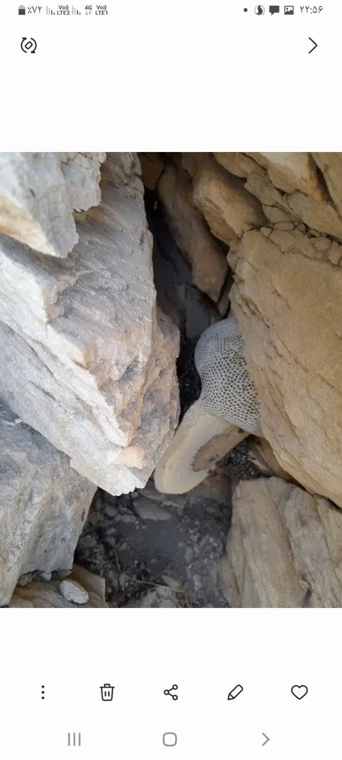 عسل طبیعی بشرط آزمایشگاه|خوردنی و آشامیدنی|لامرد, |دیوار