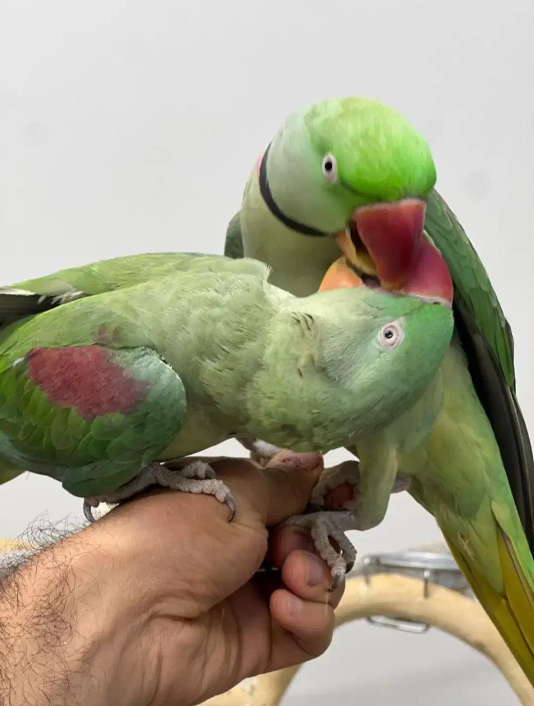 طوطی ملنگو شاه طوطی چیکو کوکو سخنگو بازیگوش اهلی|پرنده|تهران, سلسبیل شمالی|دیوار