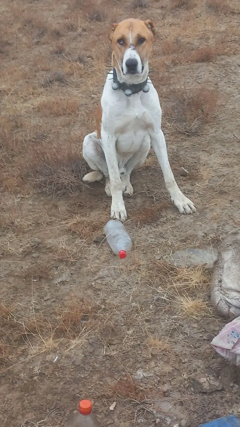 واگذاری توله ۱۰ ماه|سگ|تربت جام, میان جام|دیوار