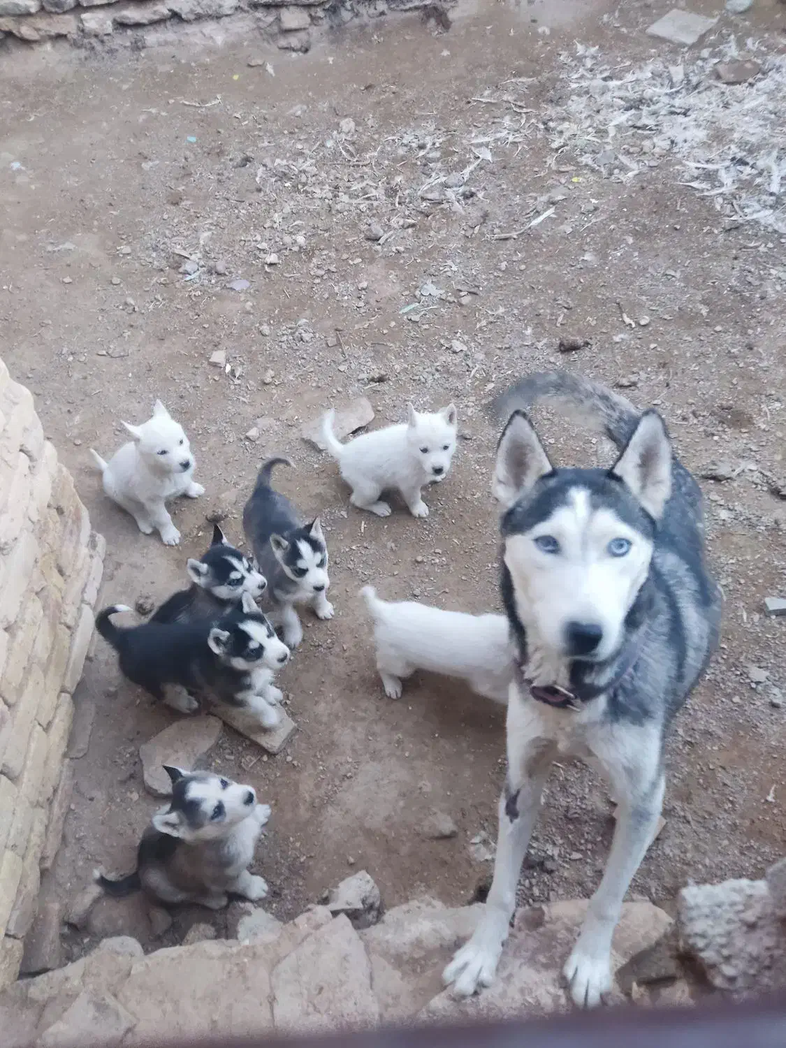 سگ هاسکی|سگ|یزد, |دیوار