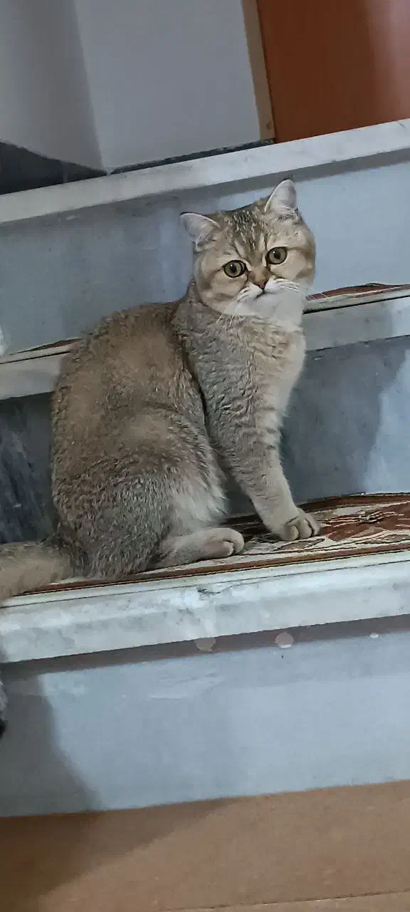 گربه بریتیش|گربه|سنندج, |دیوار