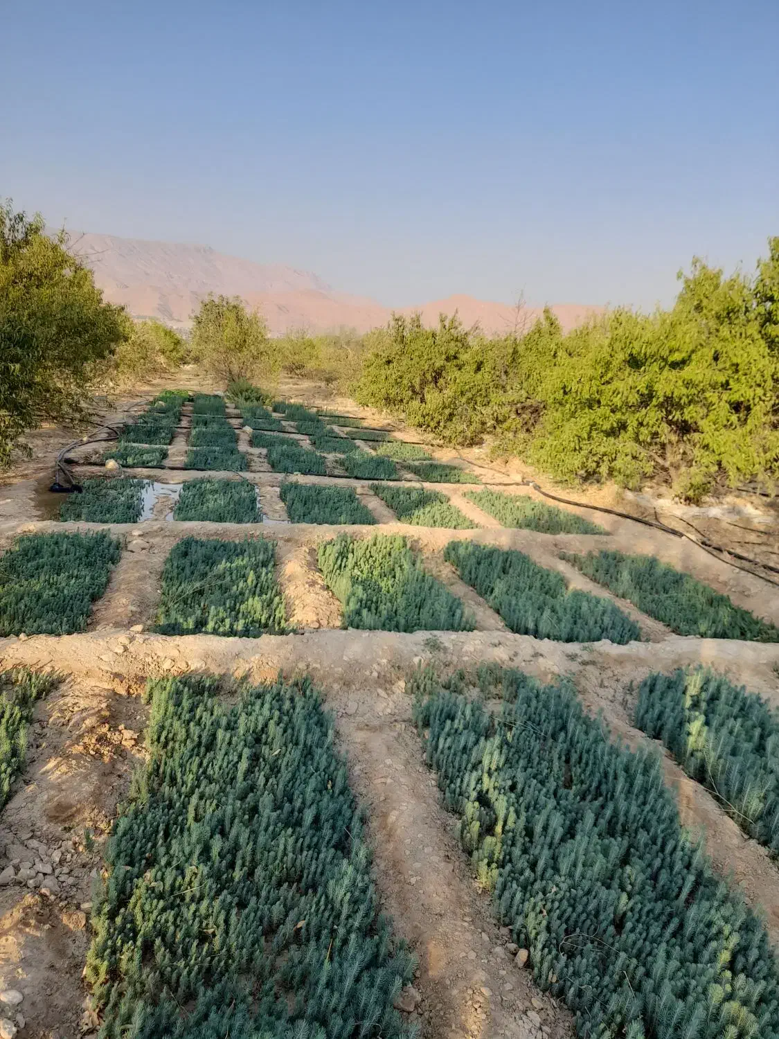 نهال و نشاء کاج تهران و مشهد|گل و گیاه طبیعی|خفر, |دیوار