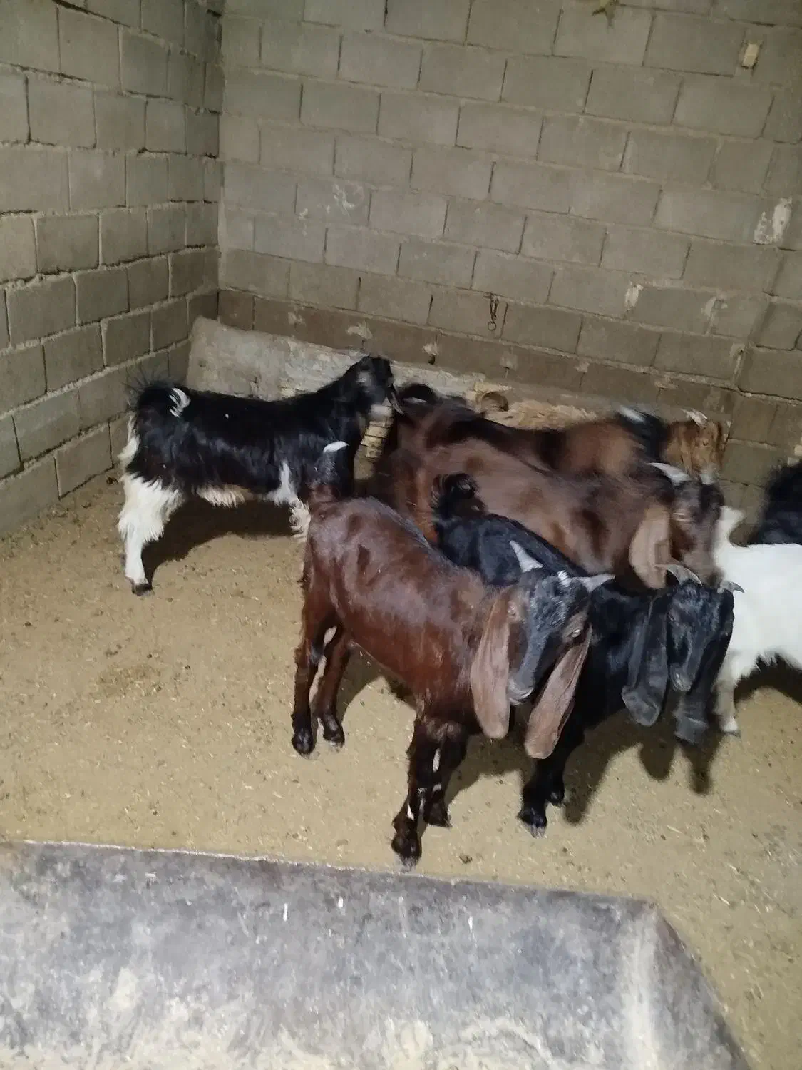 بز نر برای فروش|حیوانات مزرعه|بندر ماهشهر, |دیوار