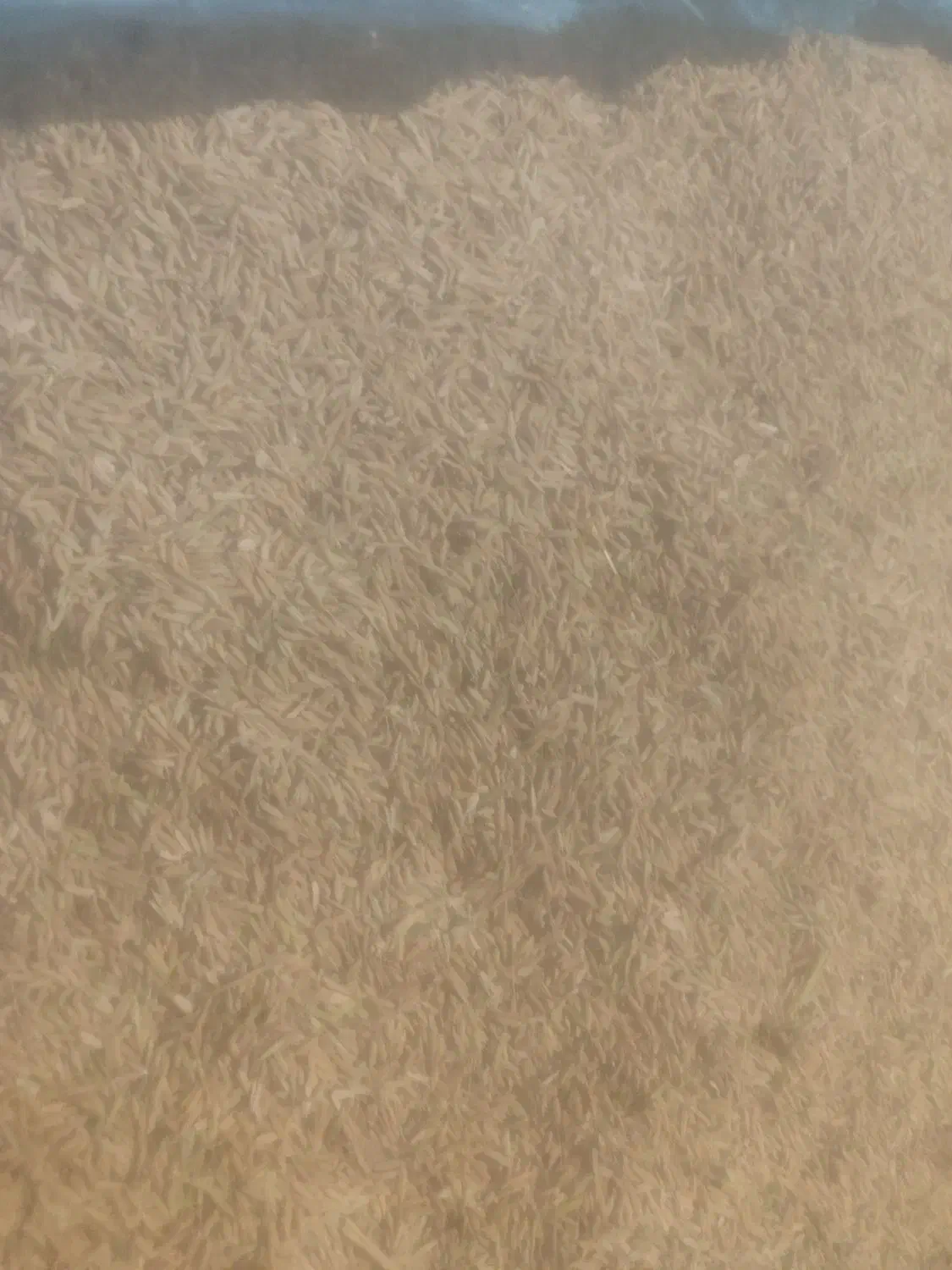 برنج|خوردنی و آشامیدنی|بهبهان, |دیوار