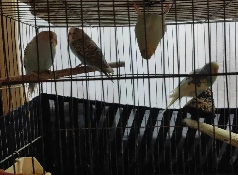 6 عدد مرغ عشق مولد فوری|پرنده|ری, شهرک نظامی|دیوار