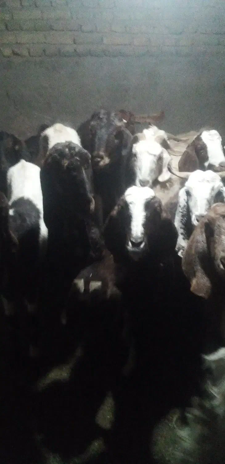 ۱۶عددبز زاییده وابستن|حیوانات مزرعه|تربت‌حیدریه, پائین ولایت|دیوار