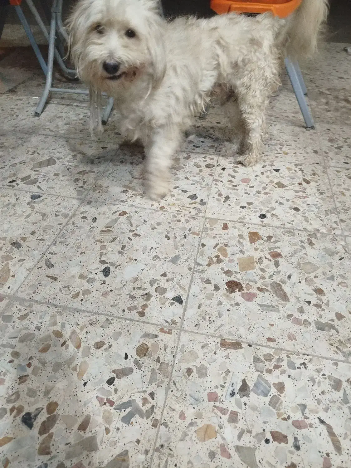 سگ پشمالو|سگ|اهواز, شهرک رزمندگان|دیوار