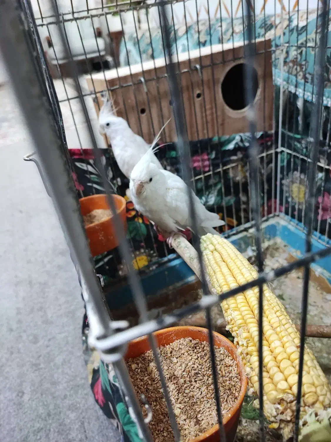 عروس هلندی البینو|پرنده|بندرعباس, |دیوار