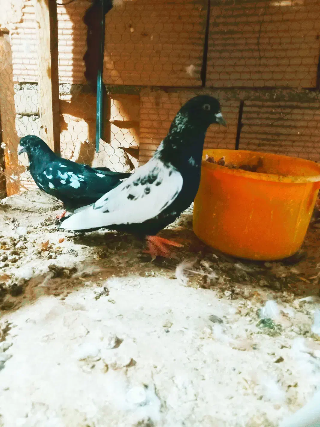 پیدا شد|حیوانات|سبزوار, باهنر|دیوار