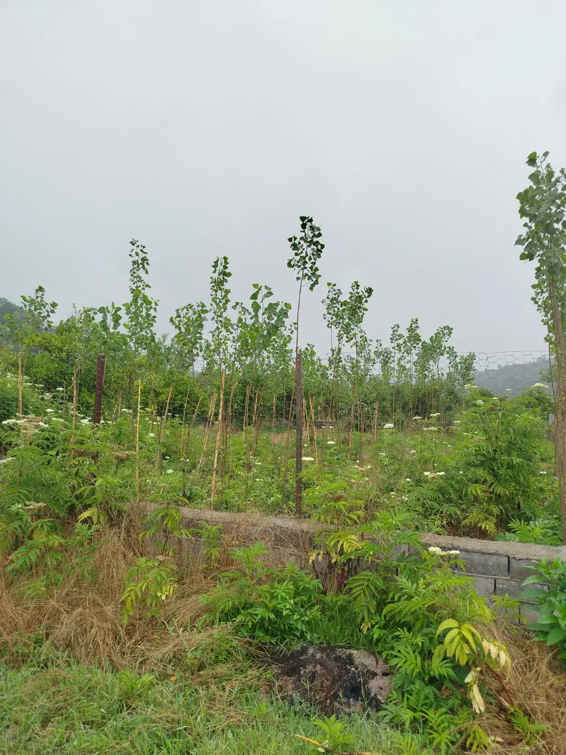 فروش یک قطعه زمین|اجارهٔ دفتر صنعتی، کشاورزی، تجاری|قائمشهر, |دیوار