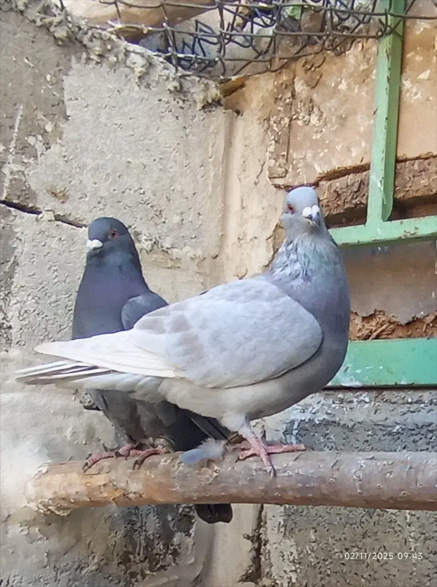 پلاکی|پرنده|لردگان, |دیوار