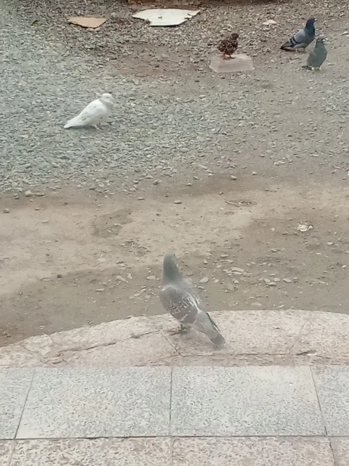 کبوتر قیمت 700تومن قیمت مناسب|پرنده|بشاریات, |دیوار