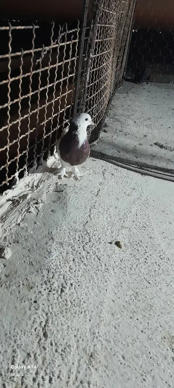 طوقی|پرنده|زهک, |دیوار