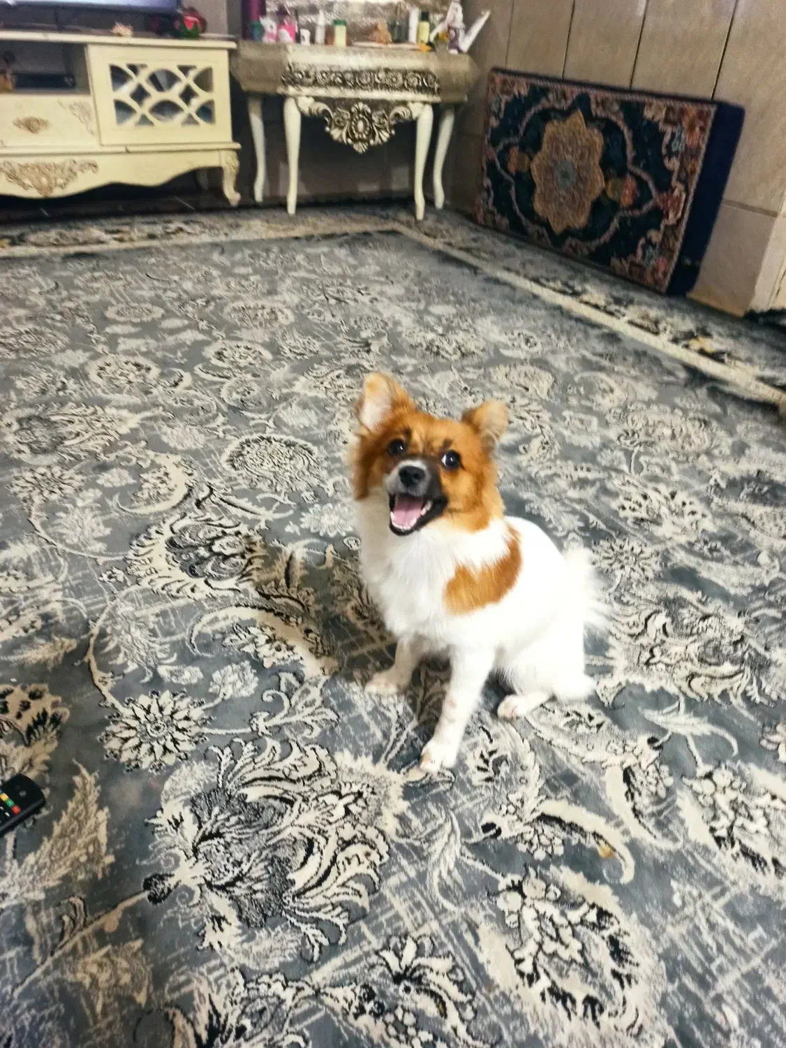 گمشده|حیوانات|بندرعباس, |دیوار