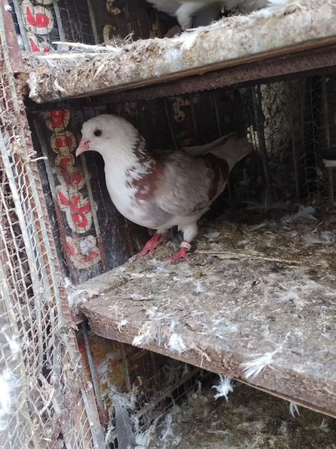 کبوتر پرشی ماده|پرنده|ساری, |دیوار