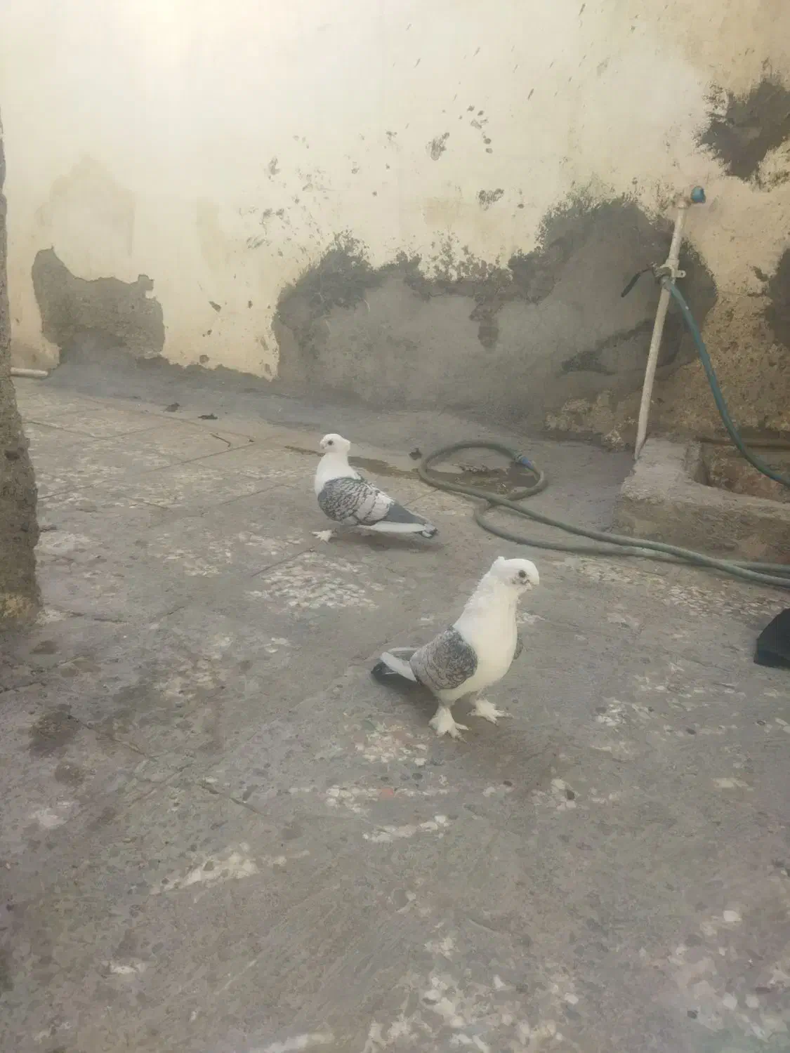 تعدادی کبوتر فروشی|پرنده|بندرعباس, |دیوار