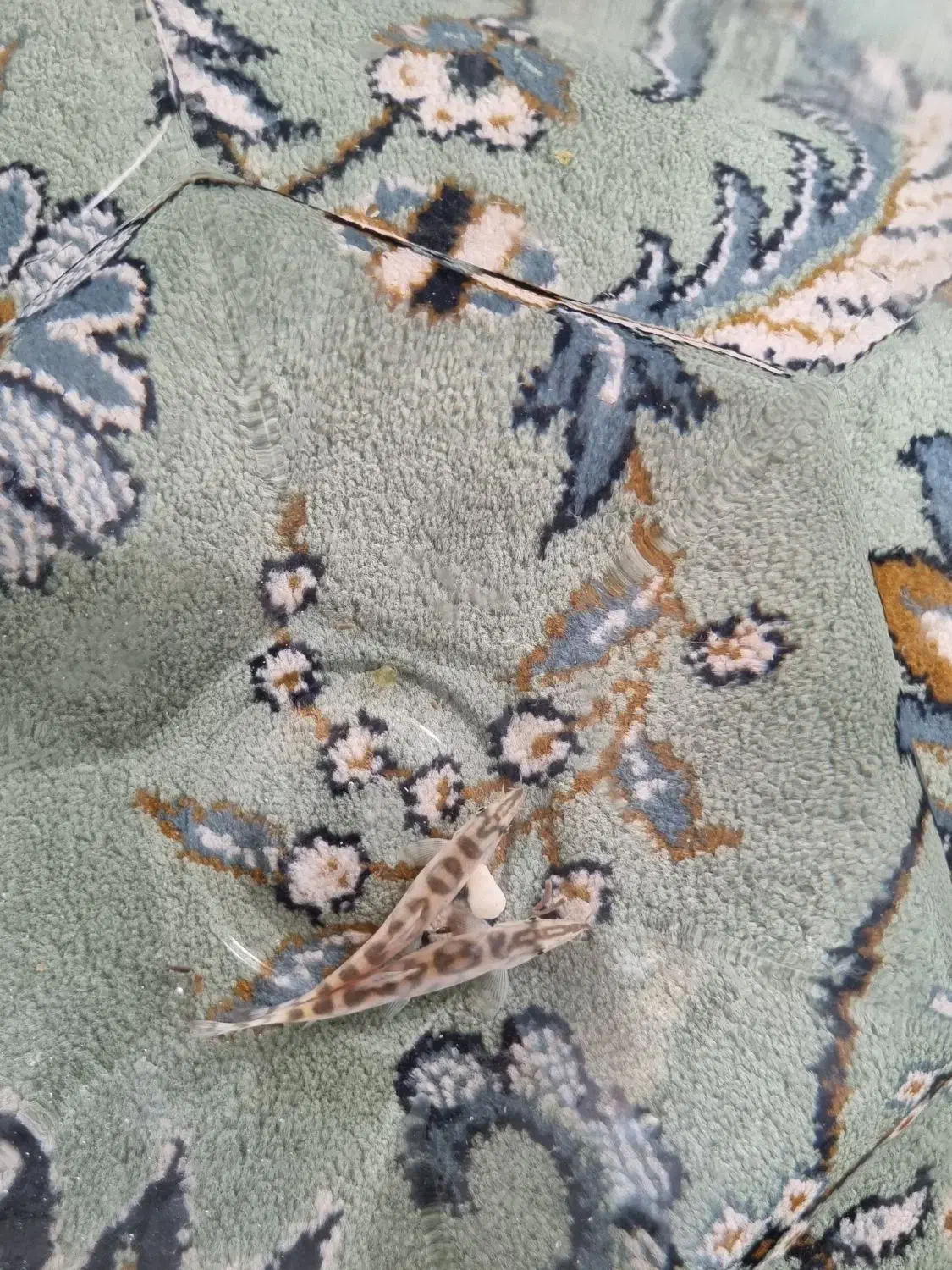 لوچ دلقک پاکستانی|ماهی|پاکدشت, پارچین|دیوار