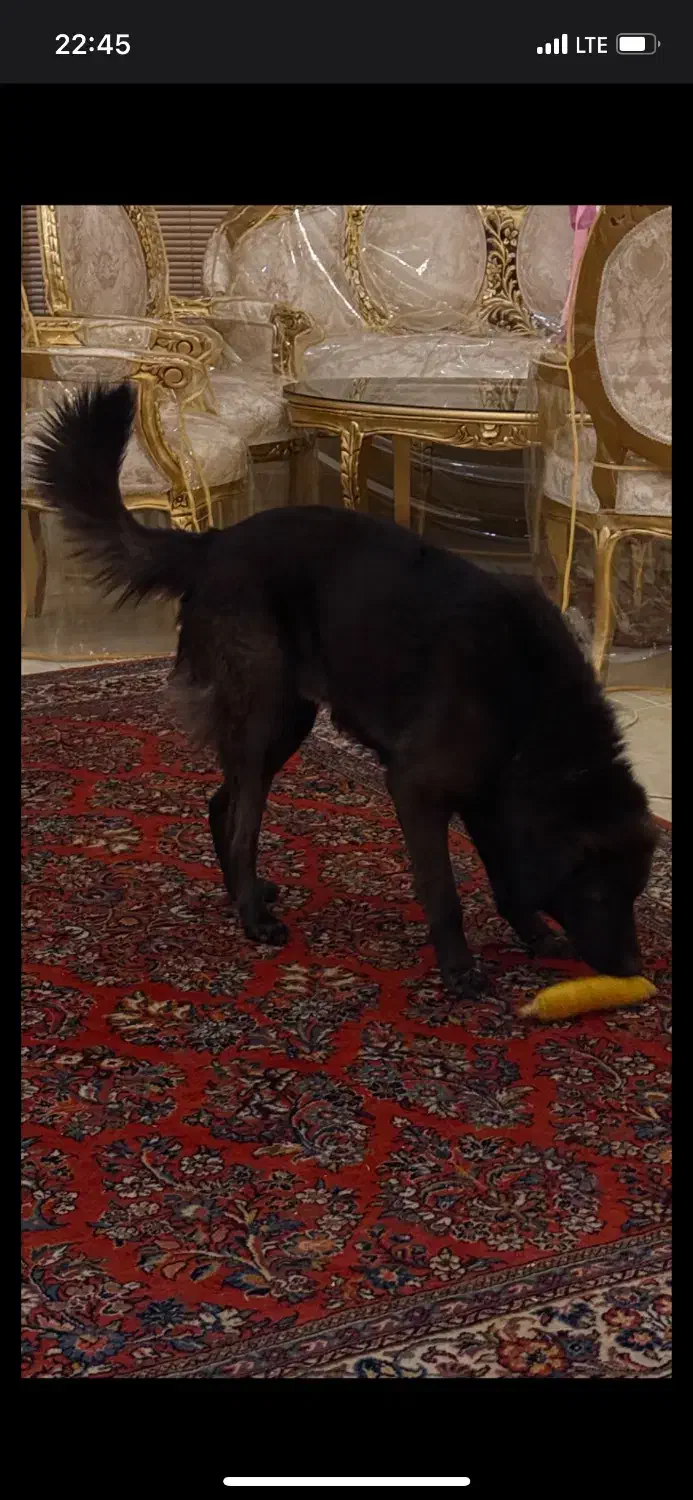 سگ گمشده در پرند|حیوانات|پرند, فاز ۲|دیوار