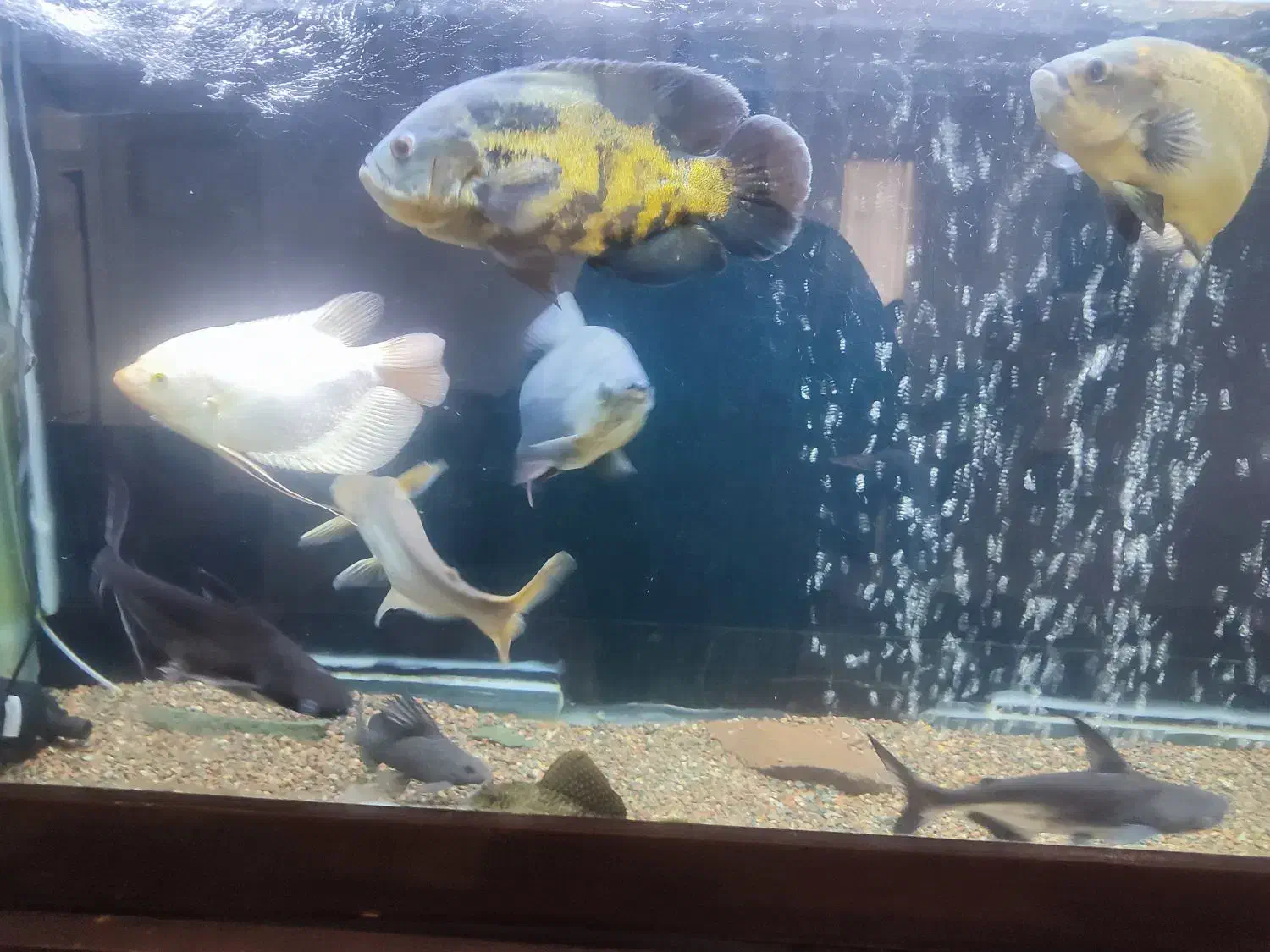 ماهی مولد اسکارمسی.پنکوسی آلبینو.پنکوسی شکاری|ماهی|تربتحیدریه, مظفریه|دیوار