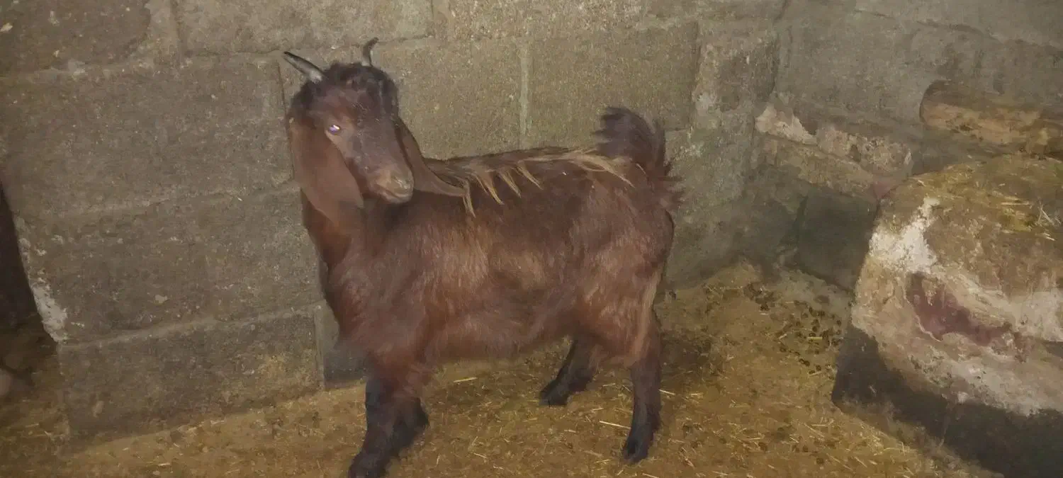 گوسفند|حیوانات مزرعه|سیلاخور, |دیوار