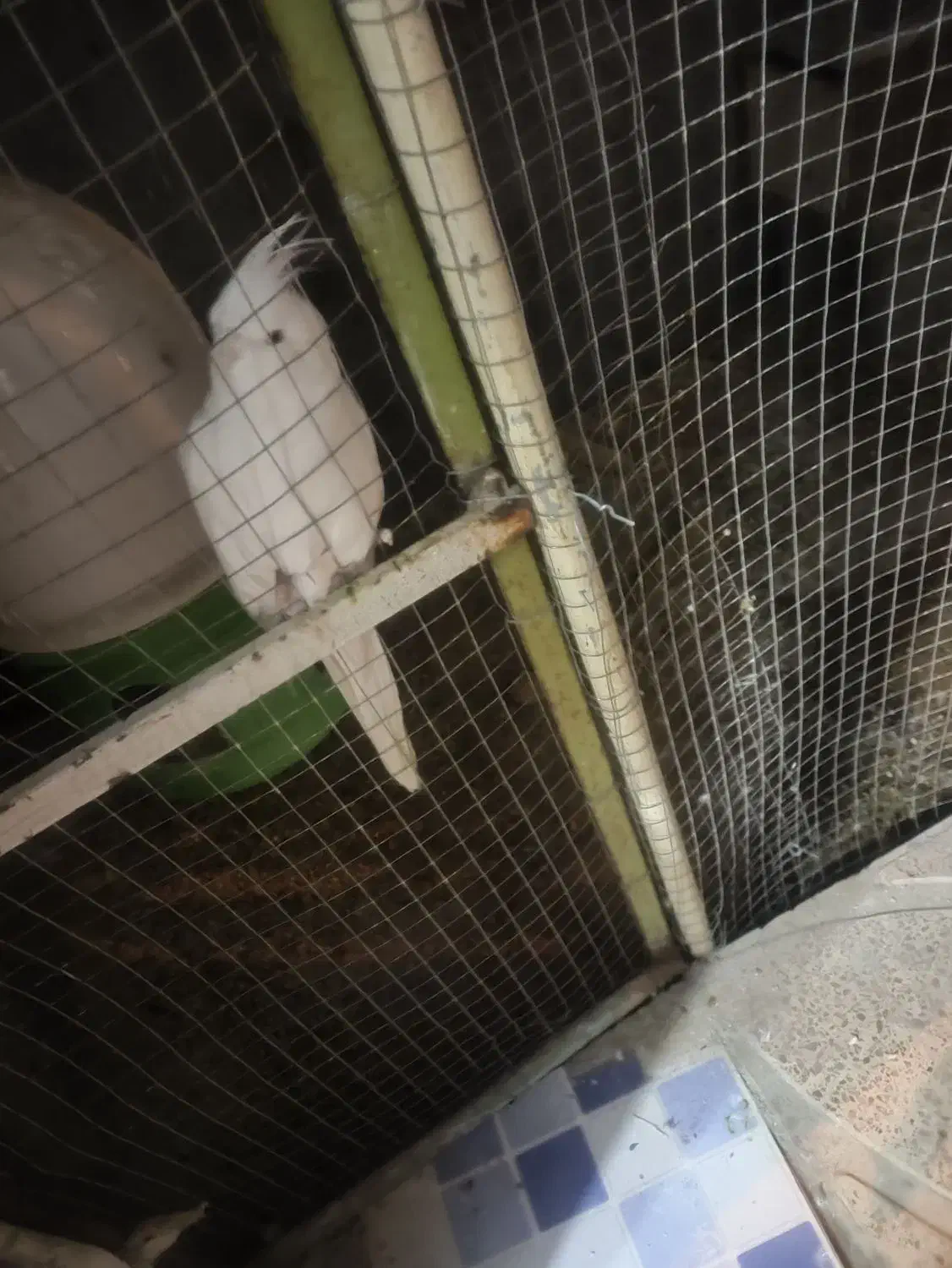 عروس هلندی . مرغ عشق . گرینچک .|پرنده|ایلام, |دیوار