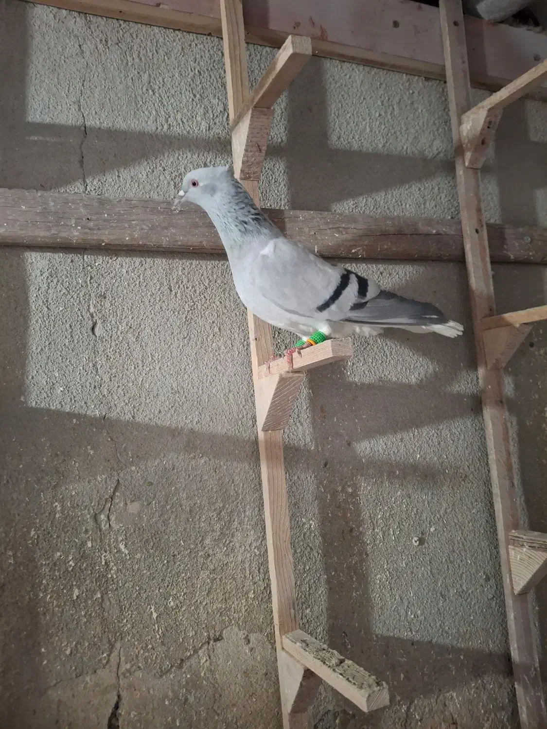 کبوتر|پرنده|محمدیه-قزوین, |دیوار