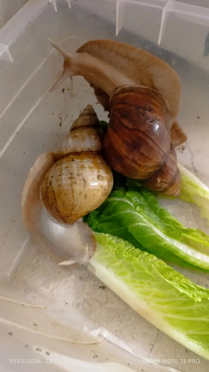 حلزون|خزنده|کرمانشاه, |دیوار