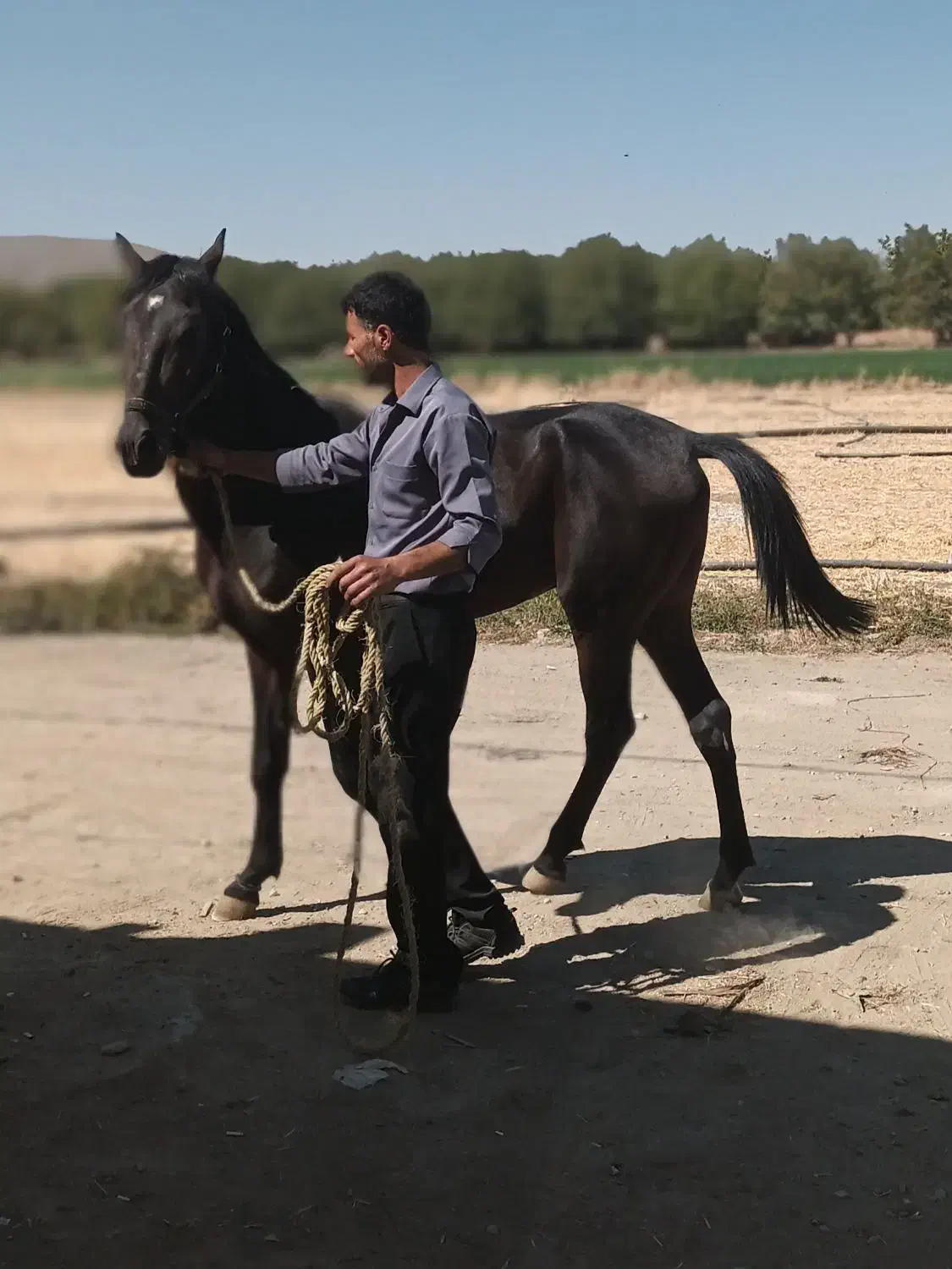 اسب نریان جوان|اسب و تجهیزات اسب‌سواری|تویسرکان, |دیوار