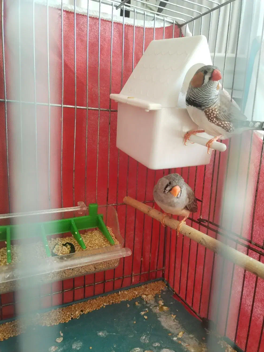 یک جفت مرغ عشق و یک جفت فنچ|پرنده|شاهینشهر, شهرک هشت بهشت|دیوار