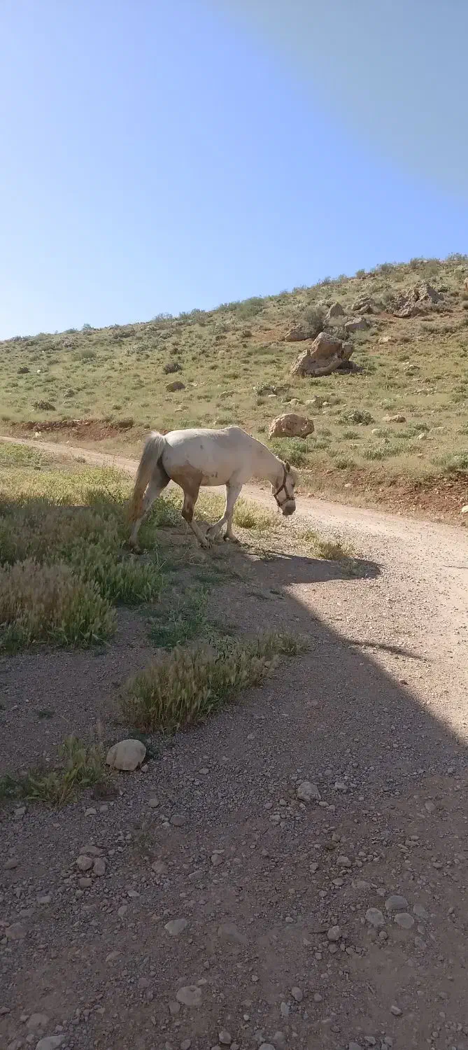 اسب مادیان کرد|اسب و تجهیزات اسبسواری|پادنا, |دیوار