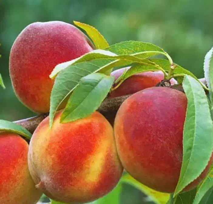 پیش فروش نهال هلو جوادی|خدمات باغبانی و درختکاری|فرخ‌شهر, |دیوار