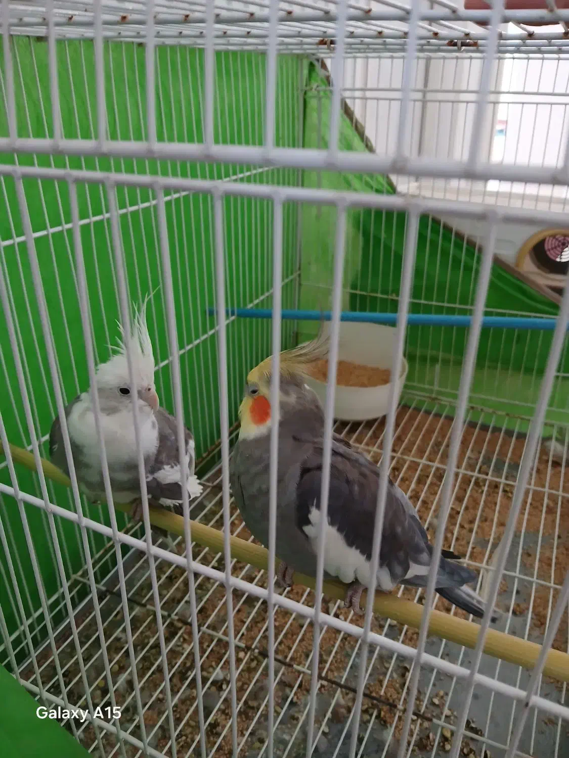 پرنده|پرنده|مشهد, نوید|دیوار