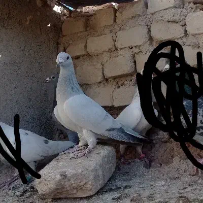 کفتر شامی نر|پرنده|سرایان, |دیوار