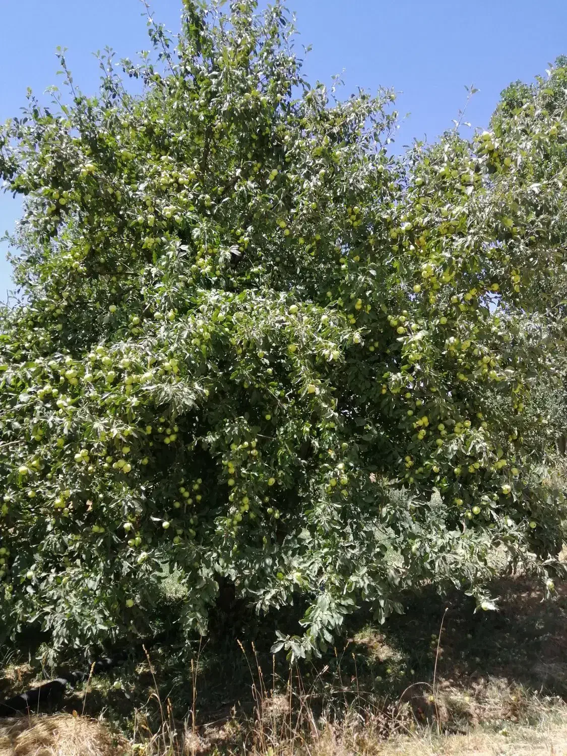 باغ ویلا همه چی تکمیل (بولاغ)|فروش زمین و ملک کلنگی|صالح آباد, |دیوار