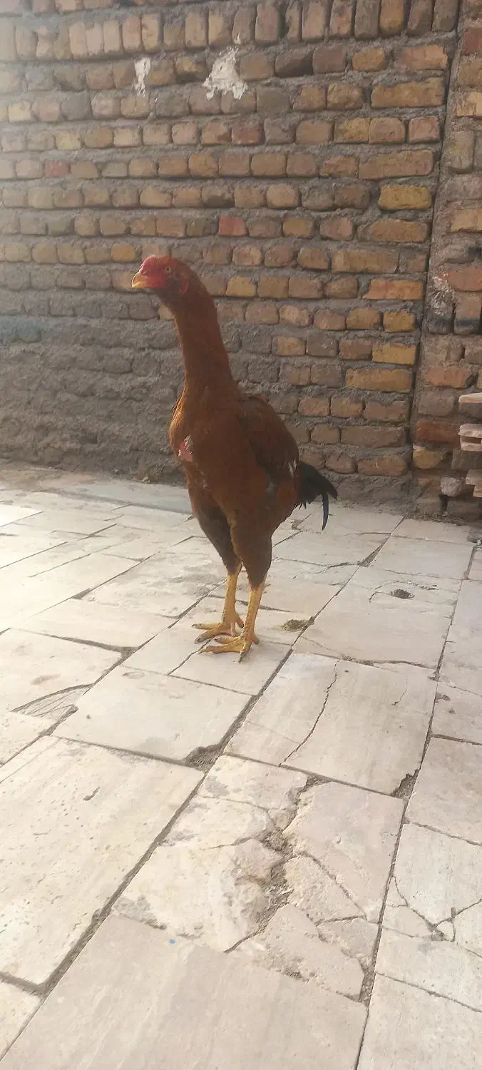 جوجه خروس|حیوانات مزرعه|بوئین زهرا, |دیوار