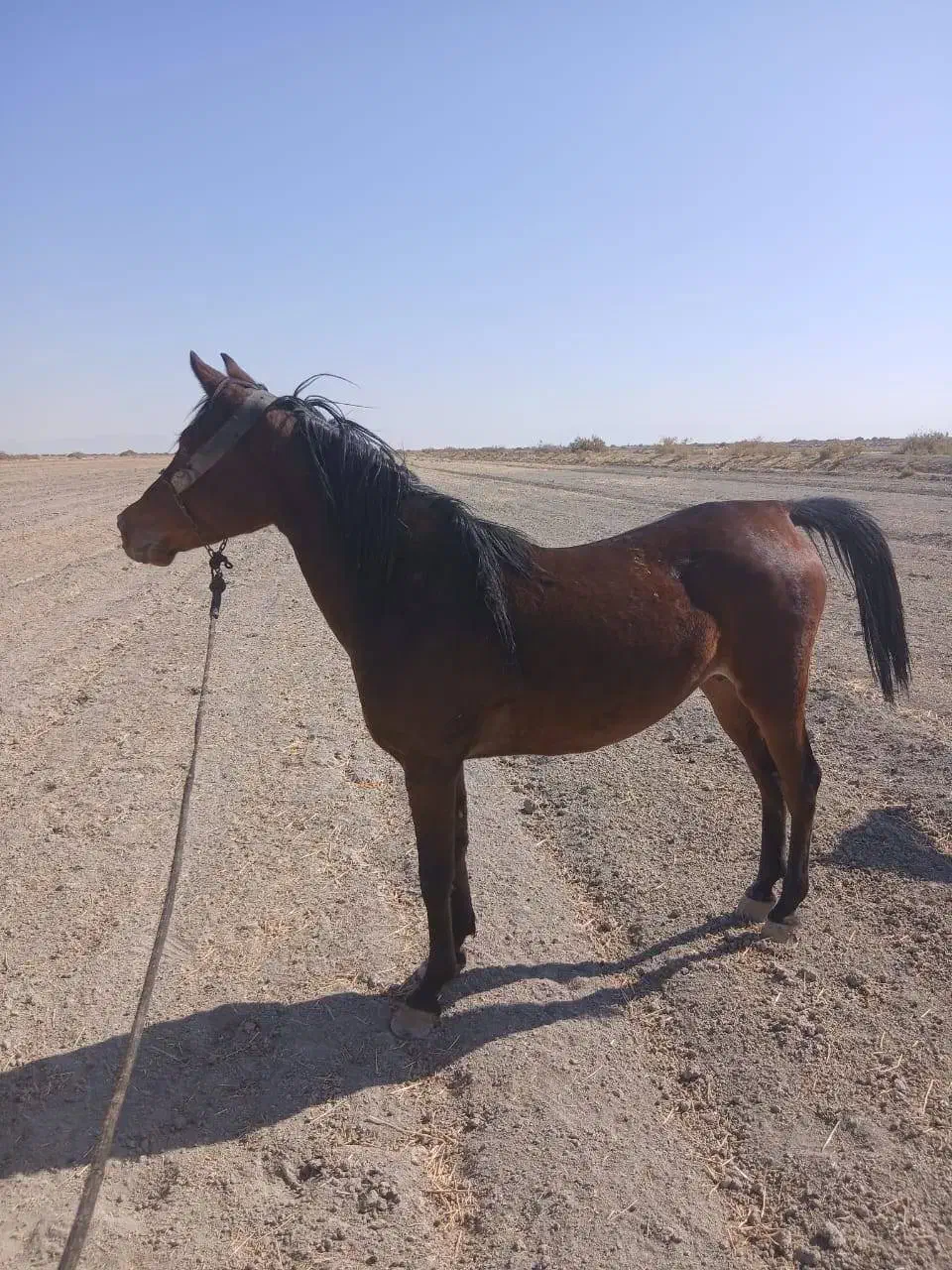 اسب دلور مادیان- دره شور|اسب و تجهیزات اسب‌سواری|کربال, |دیوار