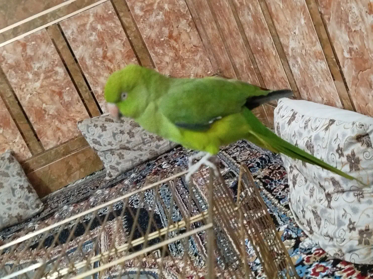 ملنگو|پرنده|خرمشهر, |دیوار