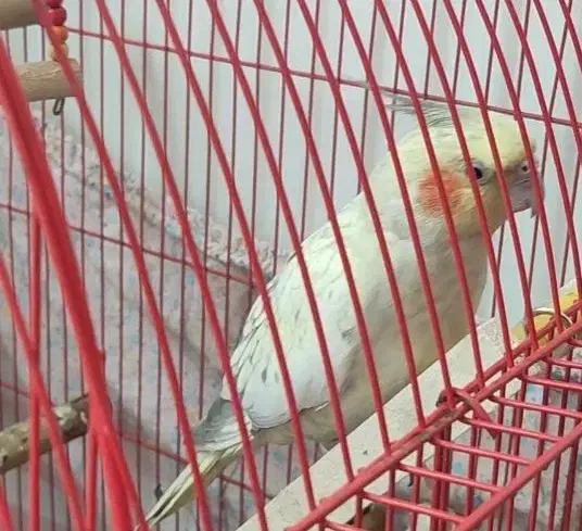 گمشده عروس هلندی|پرنده|بروجرد, |دیوار