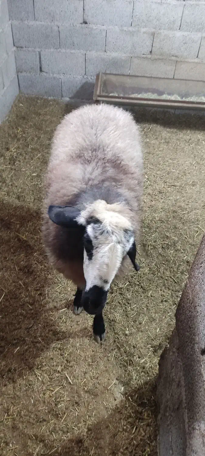 فروش گوسفند شال اصیل|حیوانات مزرعه|شفت, |دیوار